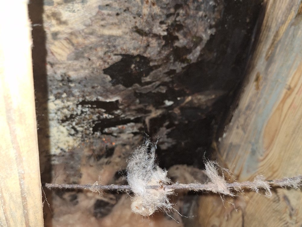 Mold & Moisture Control