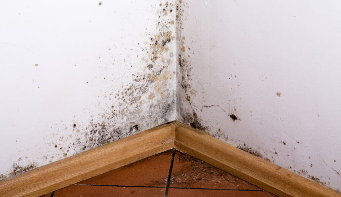 Visible mold on wall