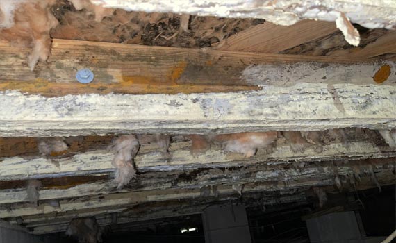 A basement ceiling with mold and moisture damage on the wooden beams.