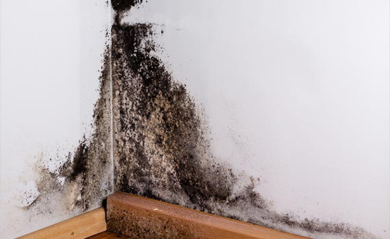 white wall with visible black mold.